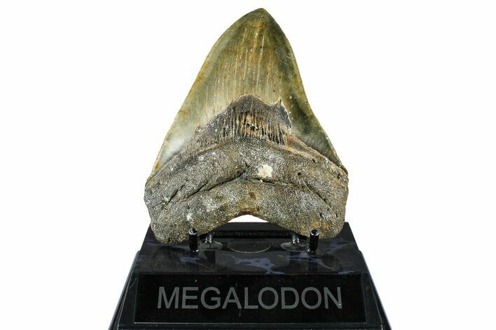 Serrated, Fossil Megalodon Tooth - North Carolina #370209